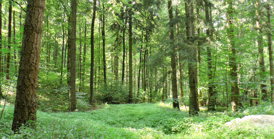 S1990036_2 S1990036_2